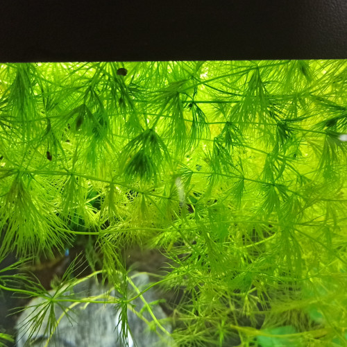Ceratophyllum Demersum (Cornifle)