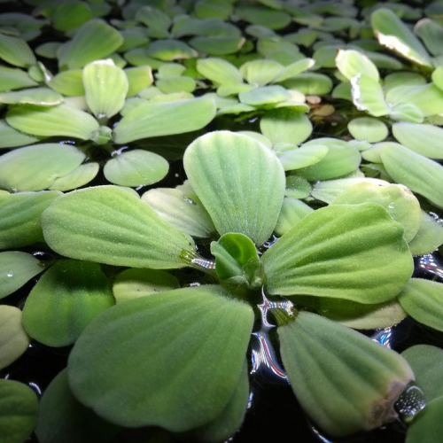 Pistia Stratiotes, plantes flottantes