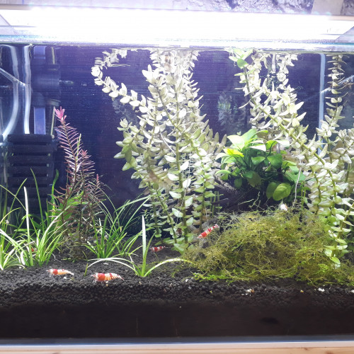Nano Aquarium Blau 30L Complet en eau
