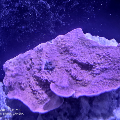 Montipora plateau 15 CM