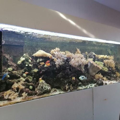 AQUARIUM  D EAU DE MER   équipé  750 L