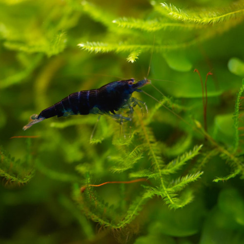 Crevettes Caridina Dragon Blood