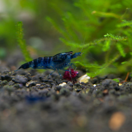 Crevettes Caridina Dragon Blood