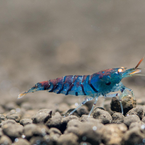 Crevettes Cardina Tiger Blue Orange Eyes