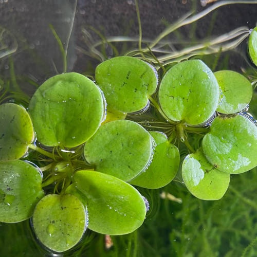 Limnobium Laevigatum (grenouillettes )
