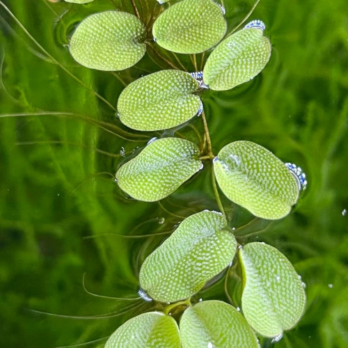 Plantes Flottantes Salvina Natans