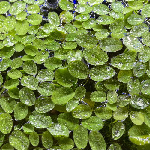 Plantes Flottantes Salvina Natans