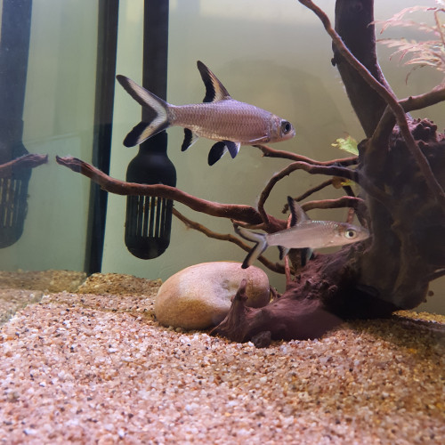 Barbus requins " Balantiocheilos melanopterus "