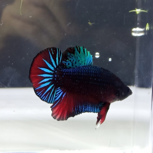 Bettas splendens (combattants)