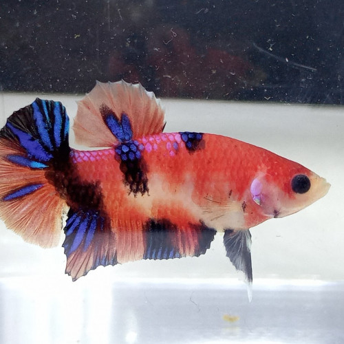 Bettas splendens (combattants)