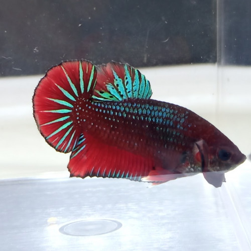 Bettas splendens (combattants)