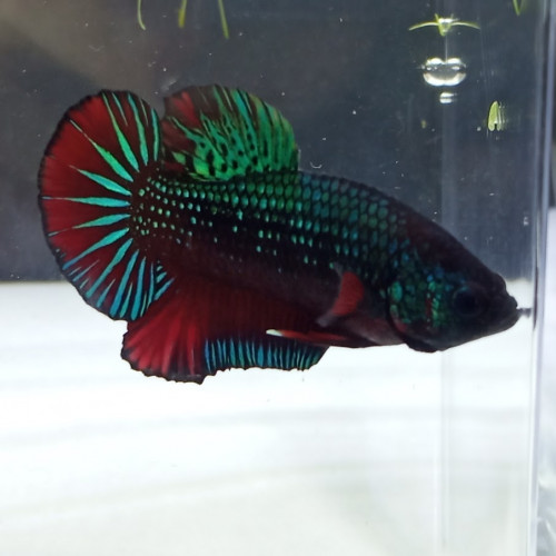 Bettas splendens (combattants)