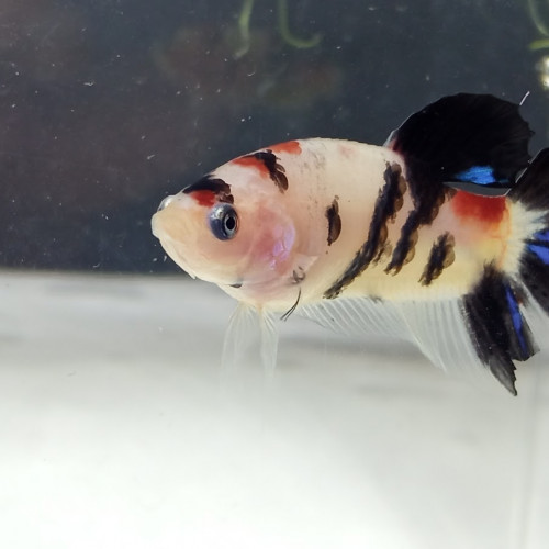 Bettas splendens (combattants)