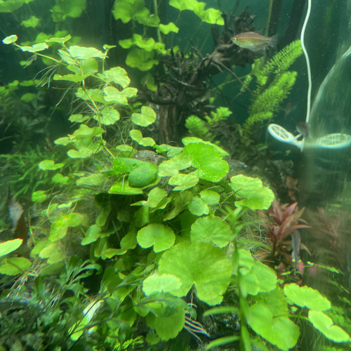 Hydrocotyle vulgaris var. verticillata