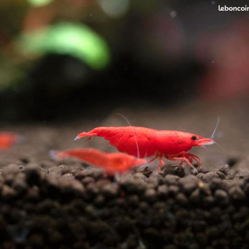 Lot Crevettes Red Cherry ( Sakura )