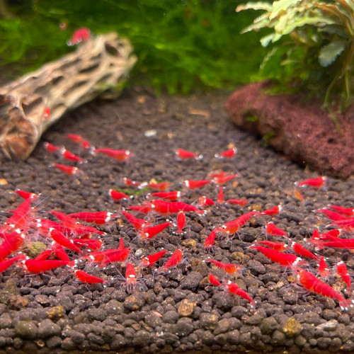 Crevette Super Red Crystal