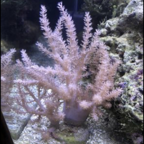 Deux coraux pour aquarium eau de mer