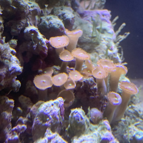 Deux coraux pour aquarium eau de mer