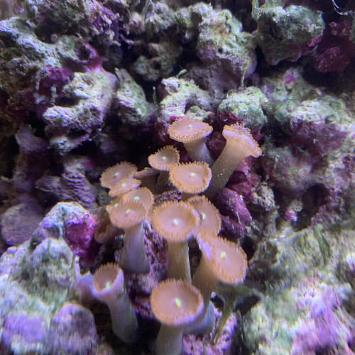 Deux coraux pour aquarium eau de mer