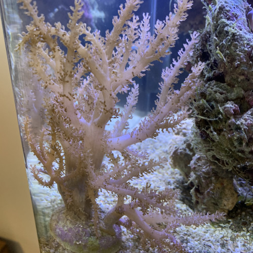 Deux coraux pour aquarium eau de mer