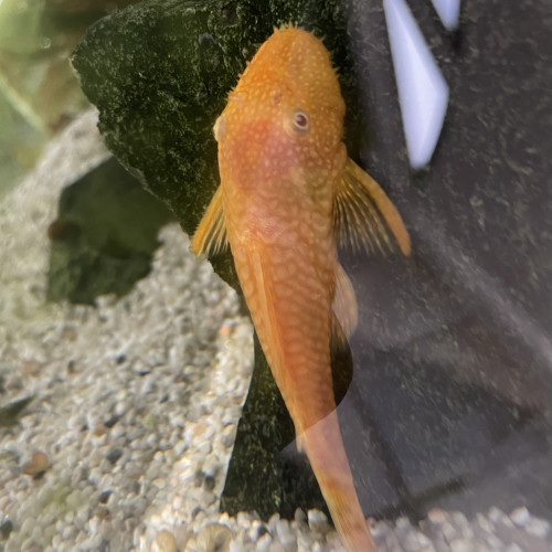 Ancistrus jaune