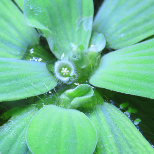 pistia stratiotes