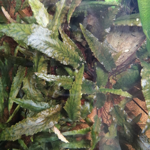 Plante aquarium : cryptocoryne wendtii