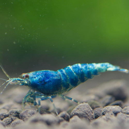 Crevettes Blue Bolt