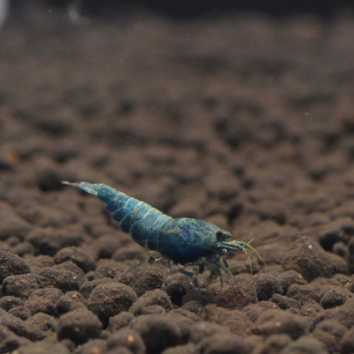 Crevettes Blue Bolt