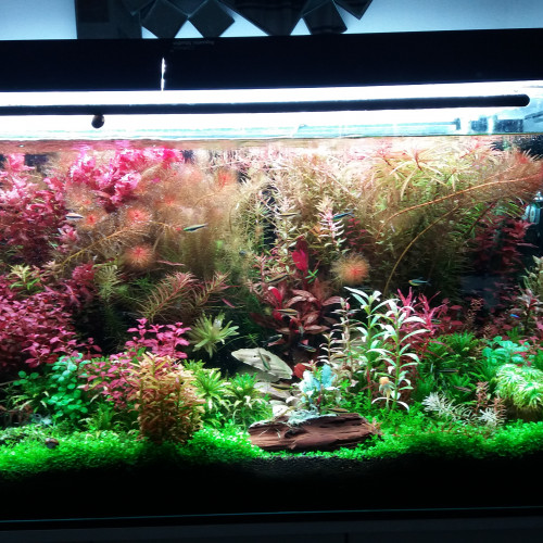 Vente de plantes aquatique communes et rares