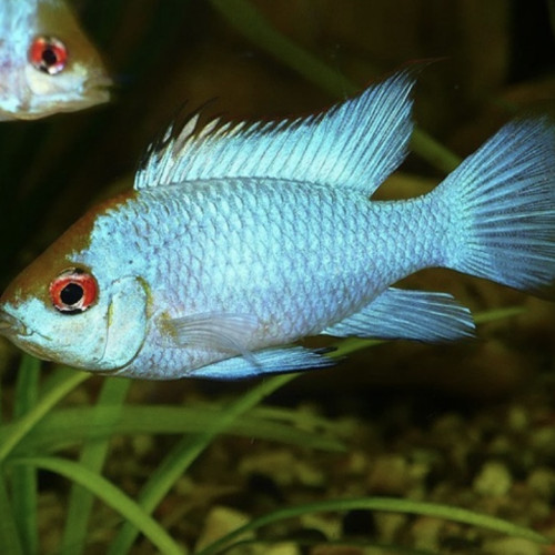 papiliochromis ramirezi electric blue 2