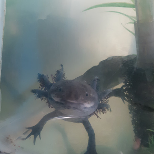 Couple d'axolotls adultes
