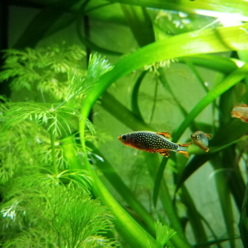 Lot de 4 rasbora galaxy et 1 alevin
