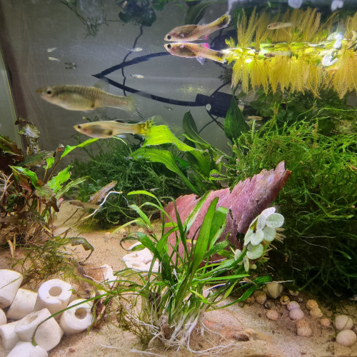 Guppy endler (Poecilia wingei) panda black fire