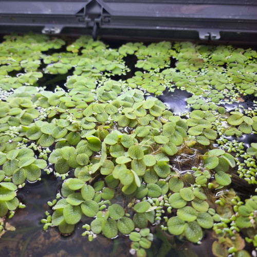 Plante flottante Salvinia natans.