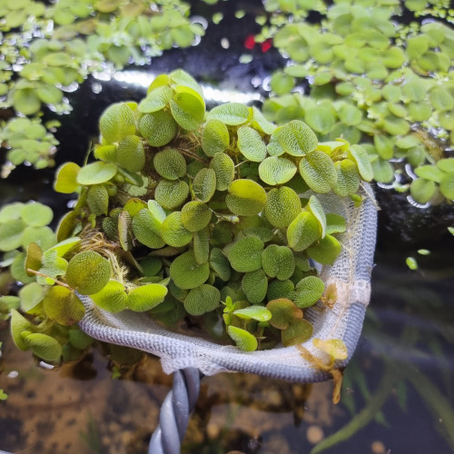 Plante flottante Salvinia natans.
