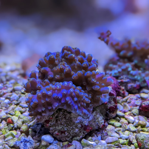 Acropora valida tricolor