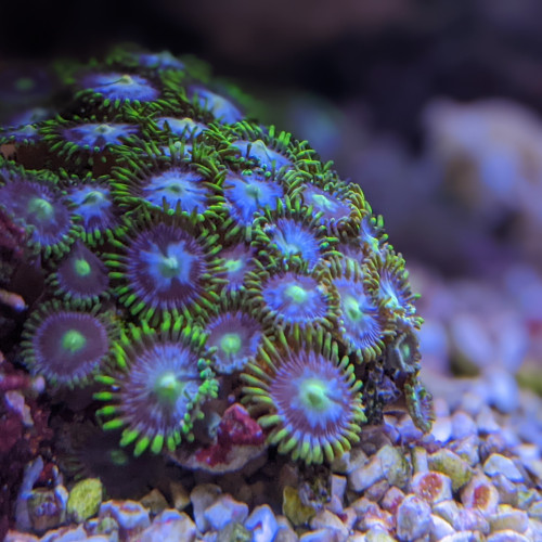 Zoanthus SP vert