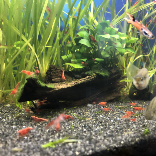 Vends Guppys Endler et Red Cherrys