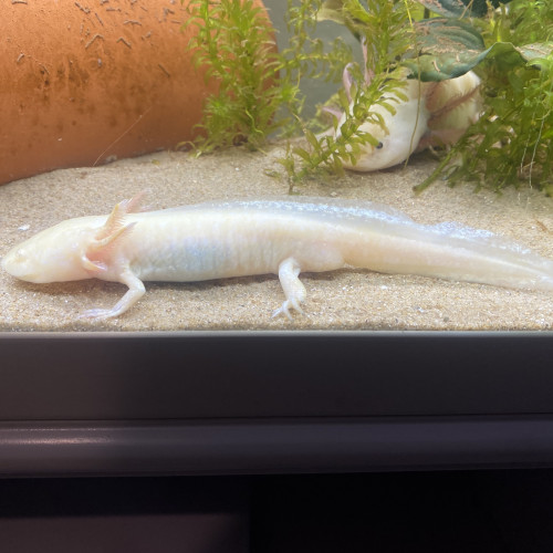 Jeune mâle axolotl