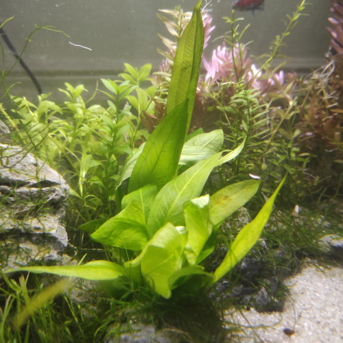 Plante aquarium, echinodorus