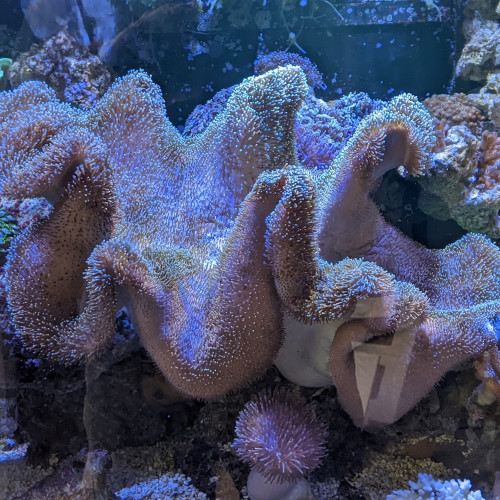 Très grand Sarcophyton glaucum rose