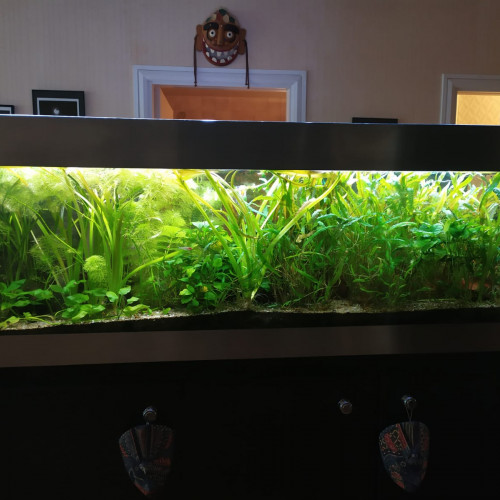 don aquarium + plantes + divers matériel