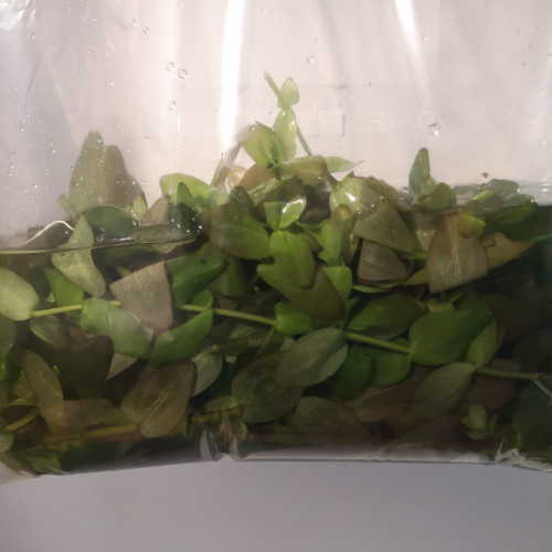 Boutures plantes à tige