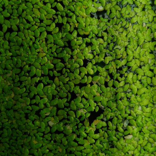 Lentilles d'eau ou Lemna minor