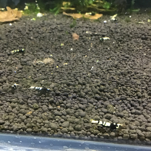 Crevettes Pinto German VS  nanashi hybrides