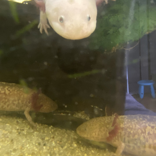 Axolotls  juvéniles à vendre