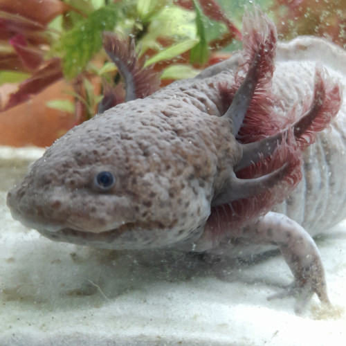 axolotl femelle axanthic copper 27cm 2ans