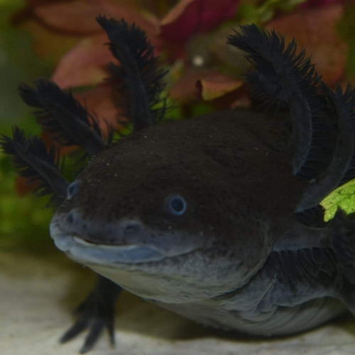 axolotl male melanique noir 30cm 2ans