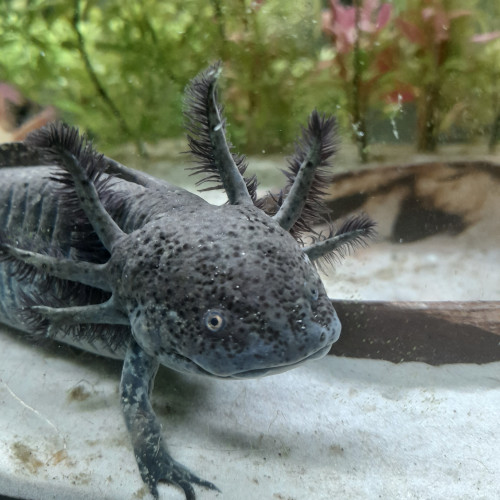 axolotl femelle sauvage 25cm 1an